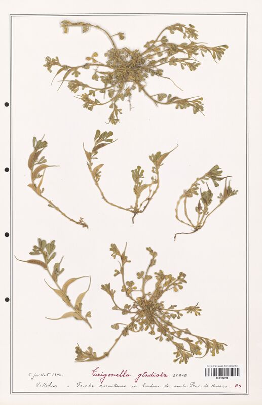 Trigonella gladiata  (Fabaceae)