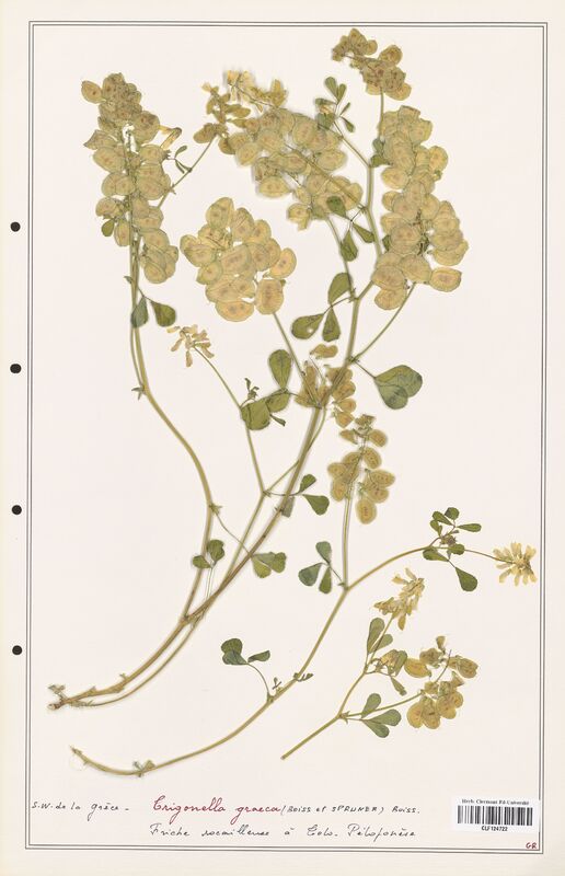 Trigonella graeca  (Fabaceae)