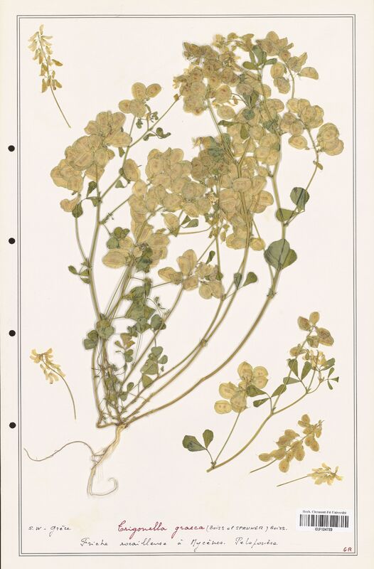 Trigonella graeca  (Fabaceae)