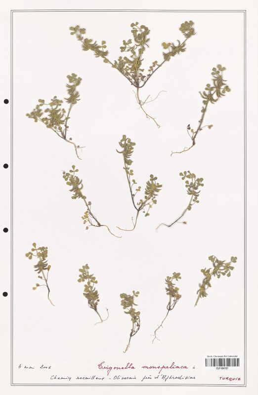 Trigonella monspeliaca  (Fabaceae)