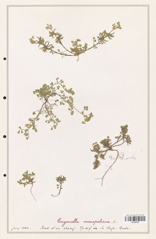 Trigonella monspeliaca  (Fabaceae)