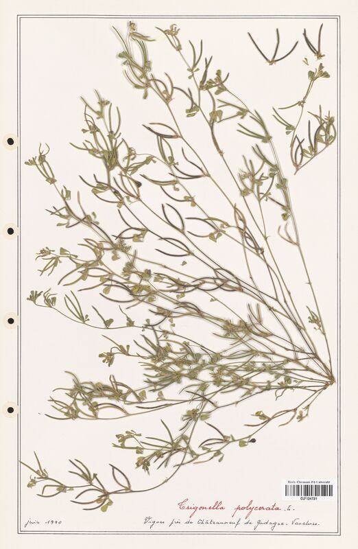 Trigonella polycerata  (Fabaceae)