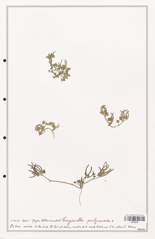 Trigonella polycerata  (Fabaceae)