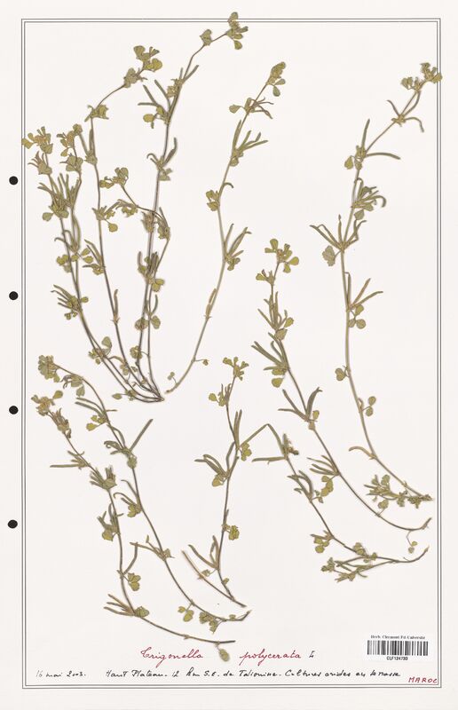 Trigonella polycerata  (Fabaceae)