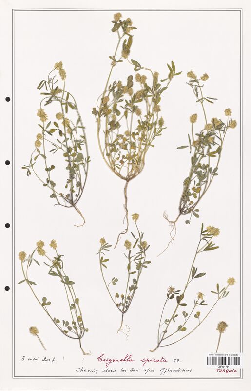 Trigonella spicata  (Fabaceae)