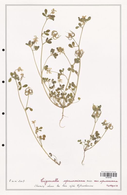 Trigonella spruneriana  (Fabaceae)