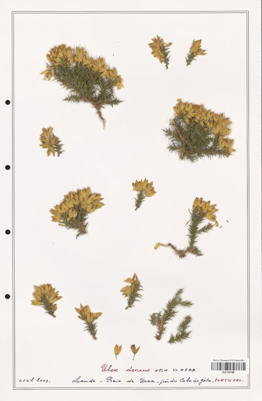 Ulex densus  (Fabaceae)
