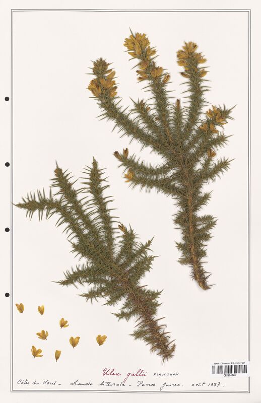 Ulex gallii  (Fabaceae)