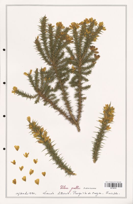 Ulex gallii  (Fabaceae)