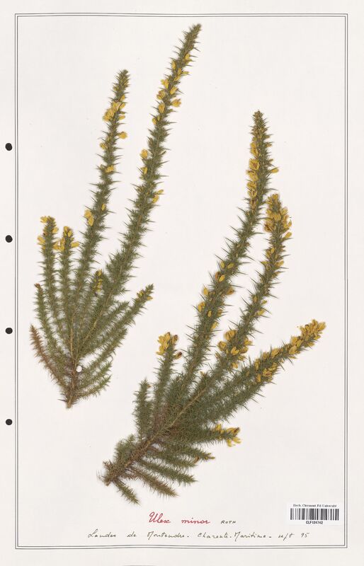 Ulex minor  (Fabaceae)