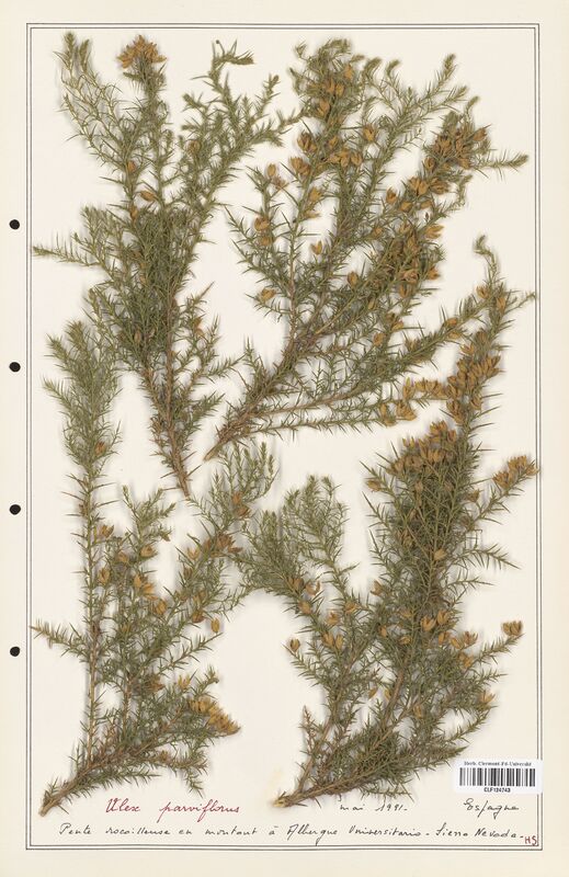 Ulex parviflorus  (Fabaceae)