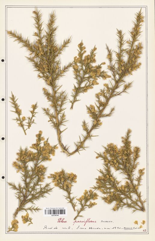 Ulex parviflorus  (Fabaceae)