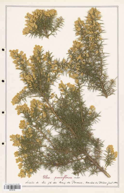 Ulex parviflorus  (Fabaceae)