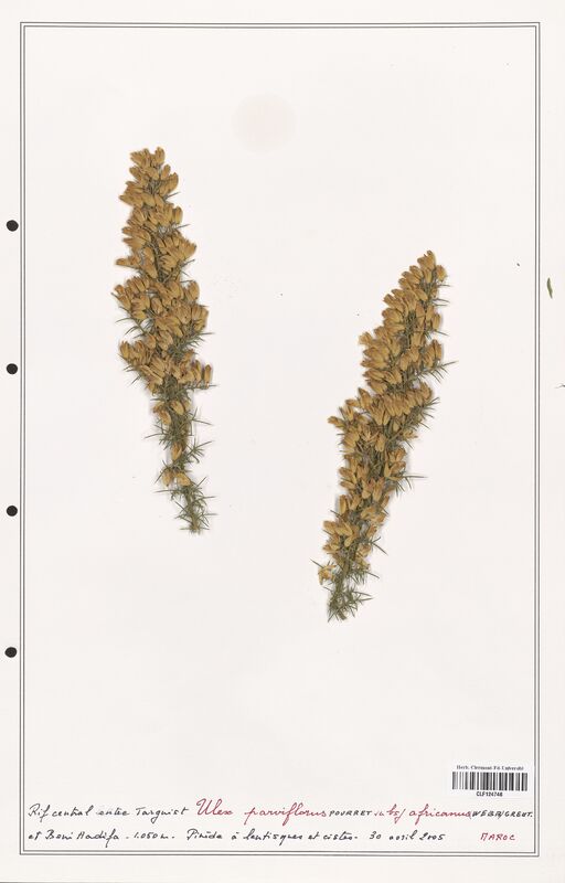 Ulex parviflorus  (Fabaceae)