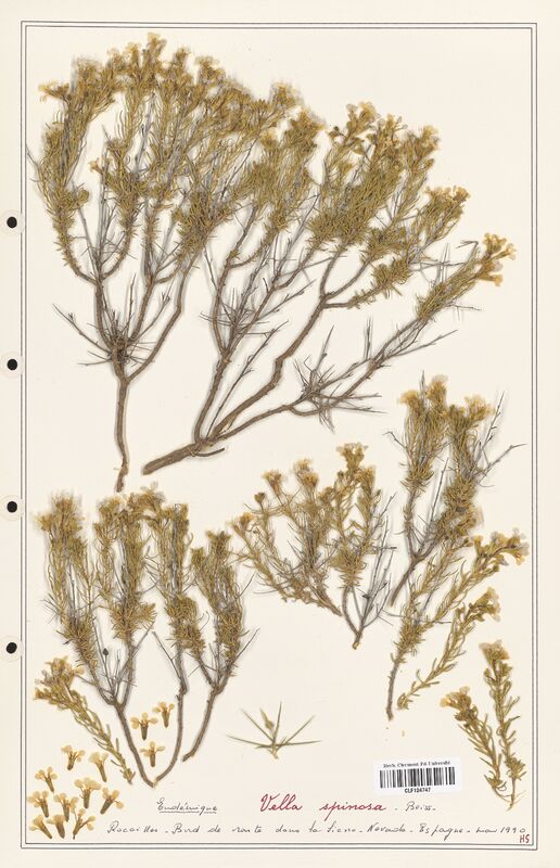 Vella spinosa  (Fabaceae)