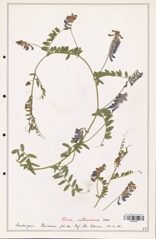 Vicia altissima  (Fabaceae)