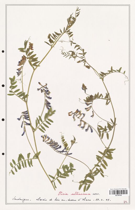 Vicia altissima  (Fabaceae)