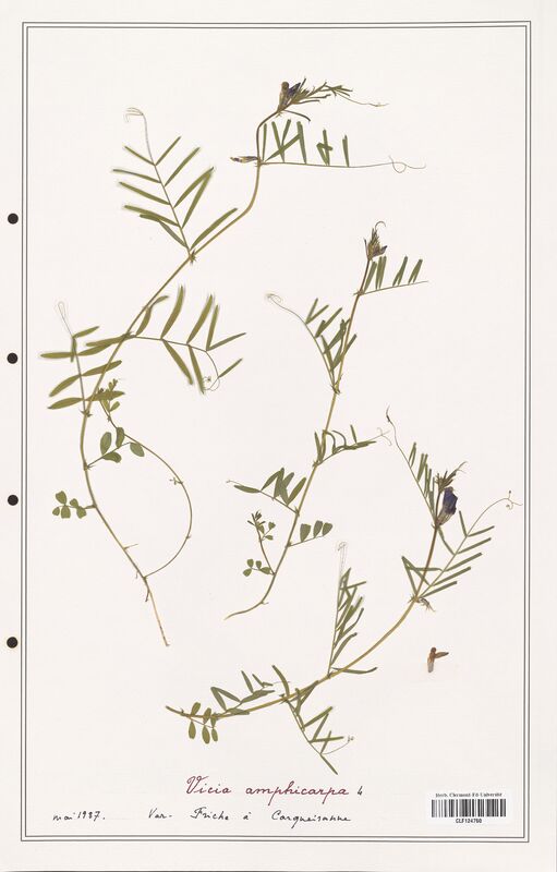 Vicia amphicarpa  (Fabaceae)