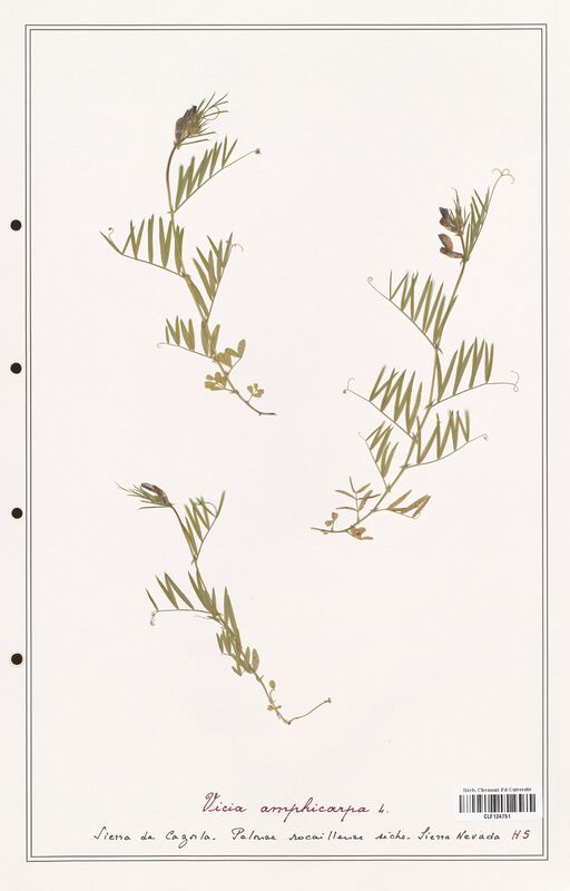 Vicia amphicarpa  (Fabaceae)