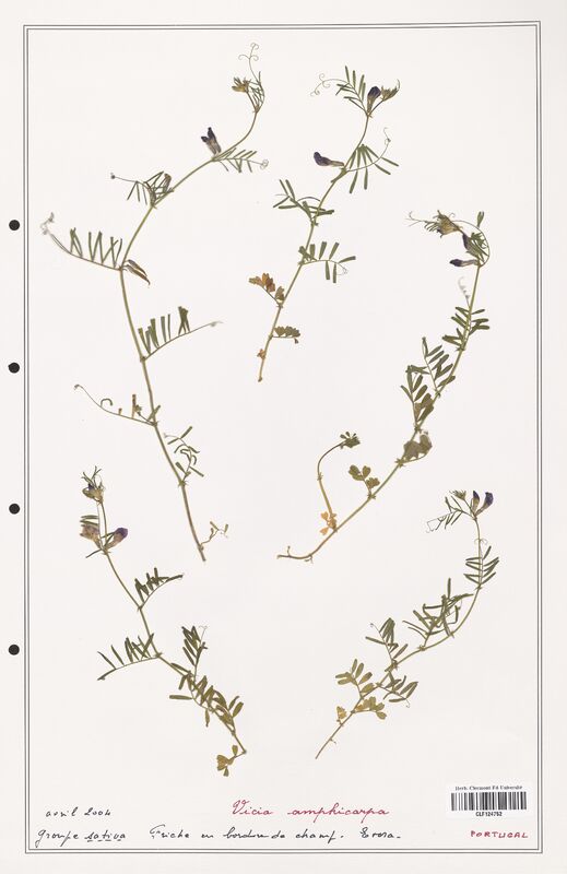 Vicia amphicarpa  (Fabaceae)