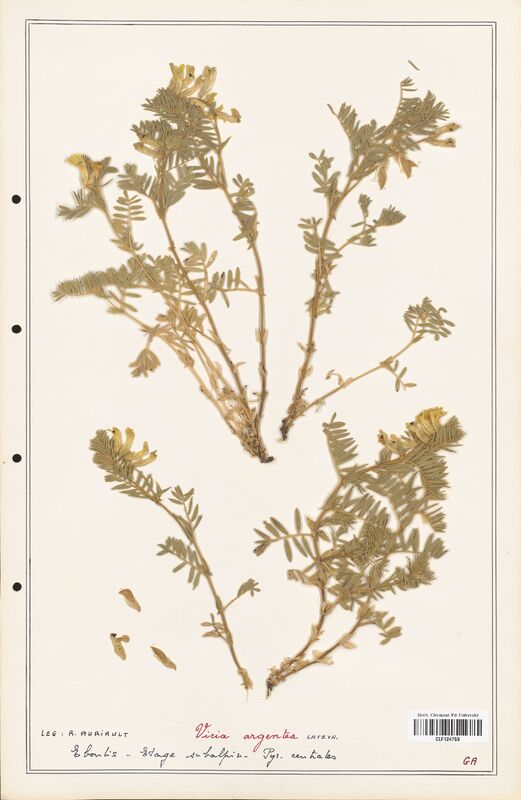 Vicia argenta  (Fabaceae)