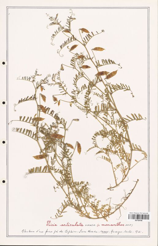 Vicia articulata  (Fabaceae)