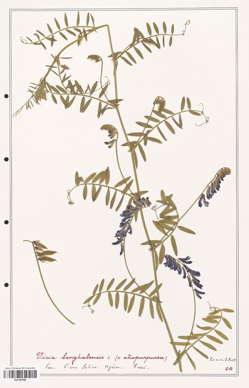 Vicia benghalensis  (Fabaceae)