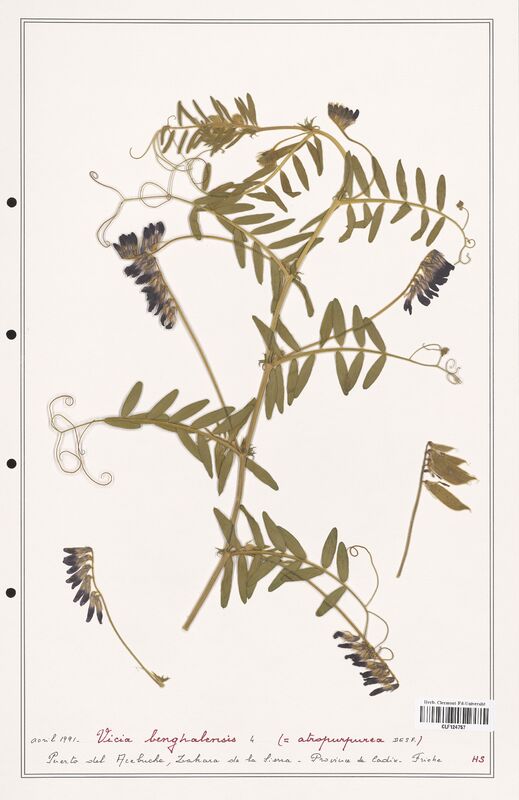 Vicia benghalensis  (Fabaceae)