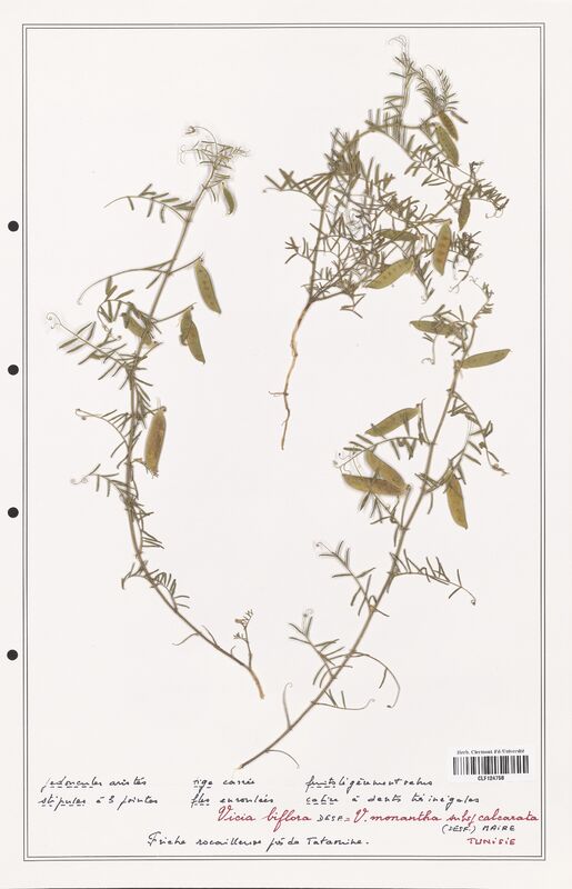 Vicia biflora  (Fabaceae)