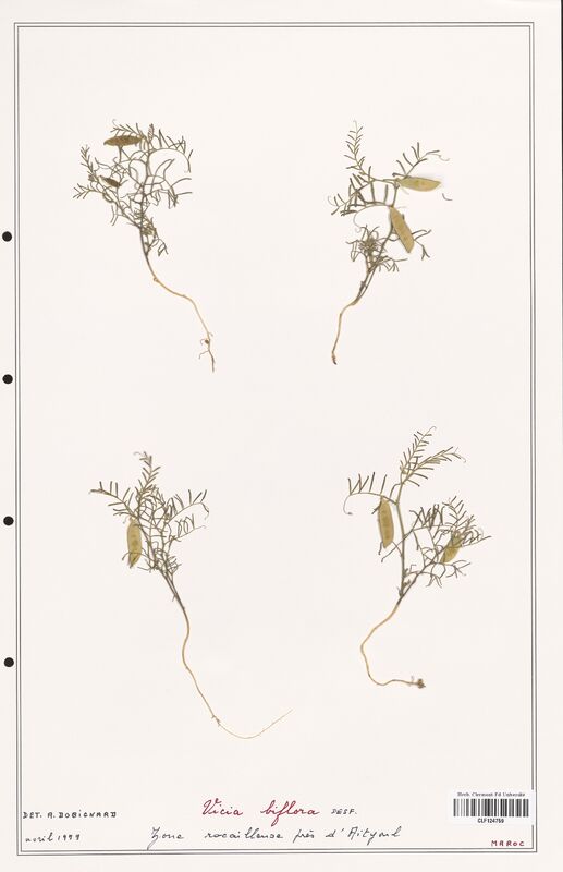 Vicia biflora  (Fabaceae)