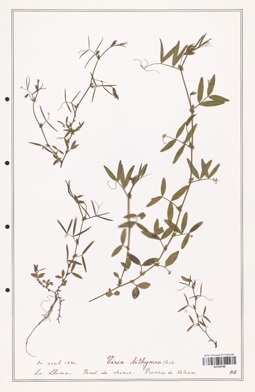Vicia bithynica  (Fabaceae)