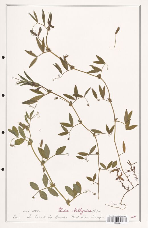 Vicia bithynica  (Fabaceae)