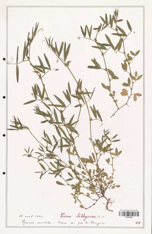Vicia bithynica  (Fabaceae)