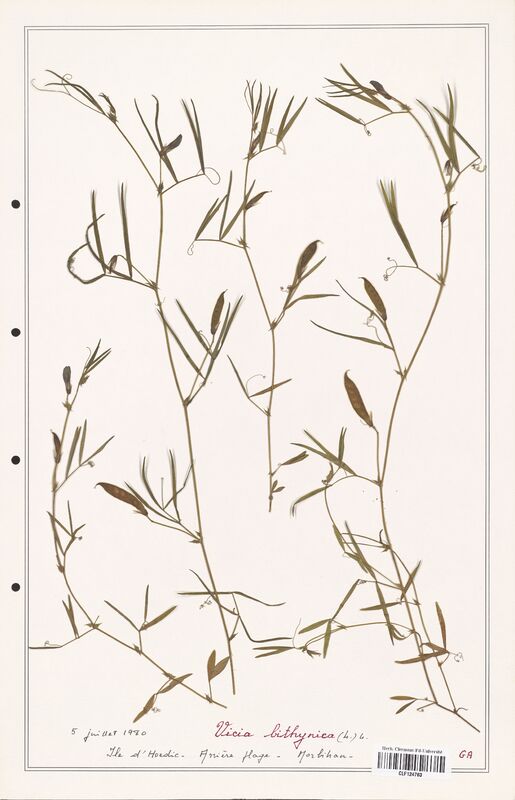 Vicia bithynica  (Fabaceae)
