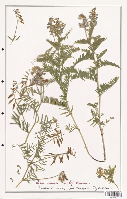 Vicia cracca  (Fabaceae)