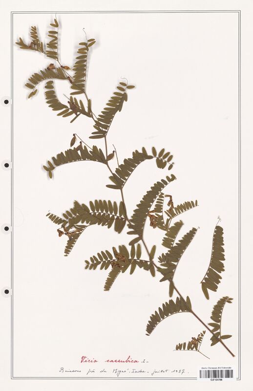 Vicia cassubica  (Fabaceae)