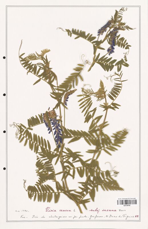 Vicia cracca  (Fabaceae)