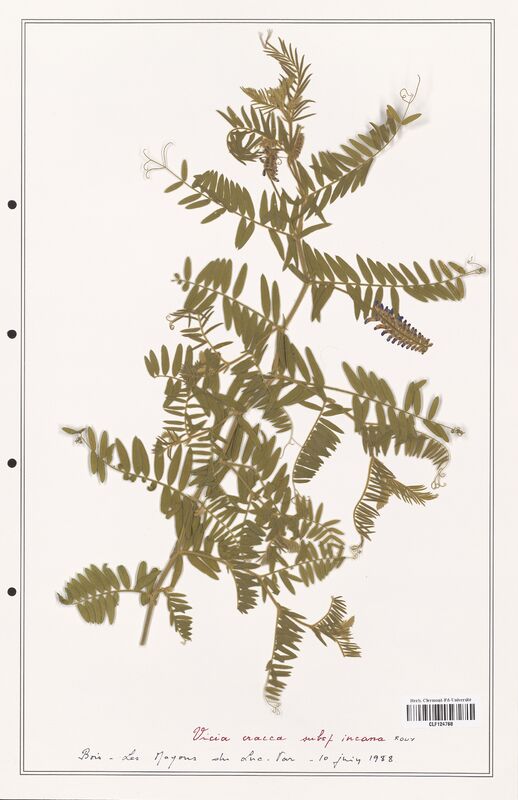 Vicia cracca  (Fabaceae)