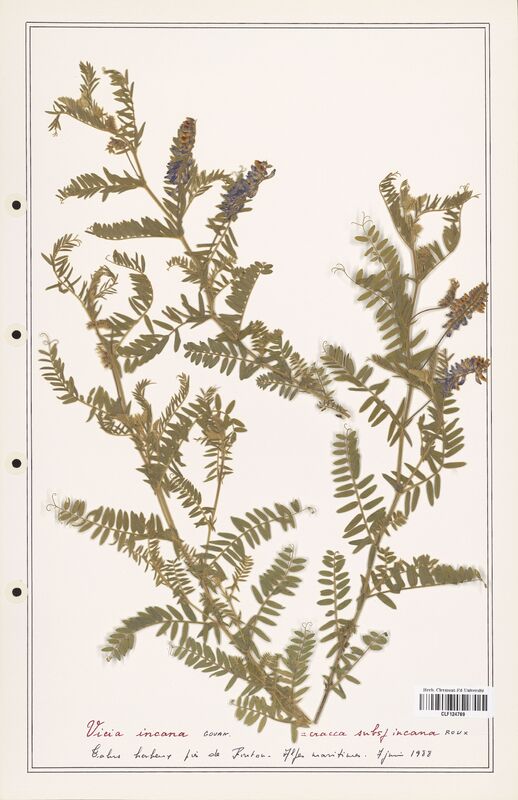 Vicia incana  (Fabaceae)