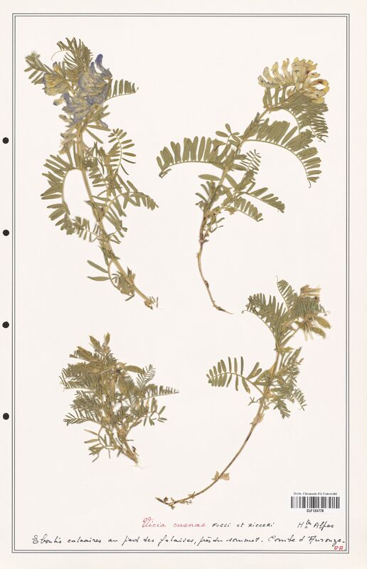 Vicia cusnae  (Fabaceae)
