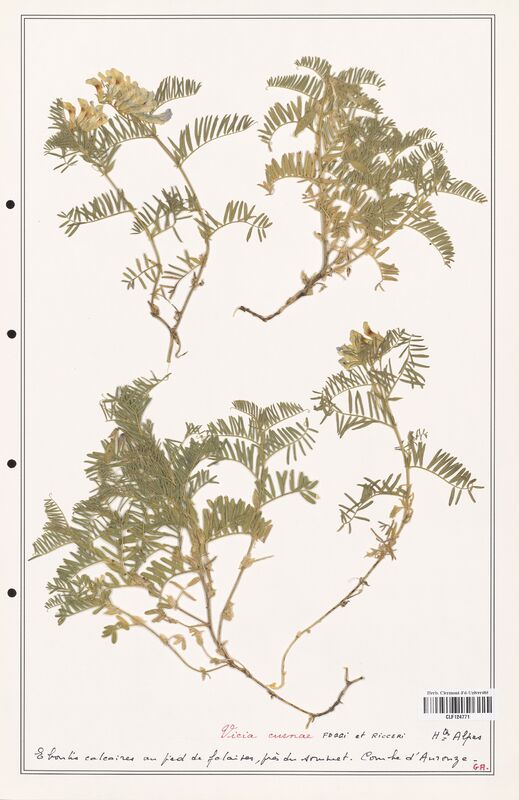 Vicia cusnae  (Fabaceae)