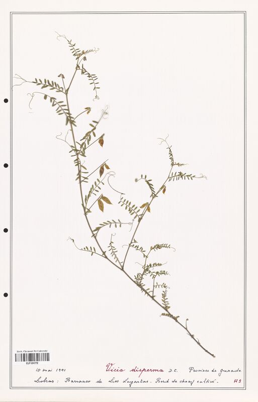 Vicia disperma  (Fabaceae)