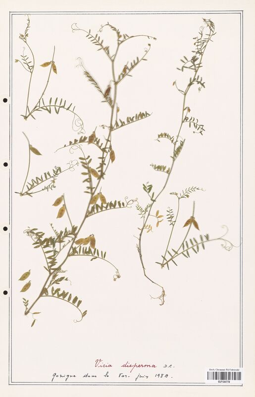 Vicia disperma  (Fabaceae)