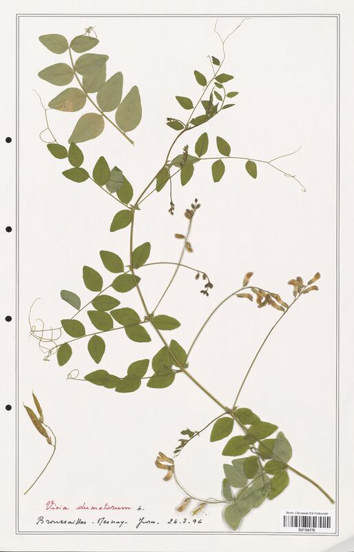 Vicia dumetorum  (Fabaceae)