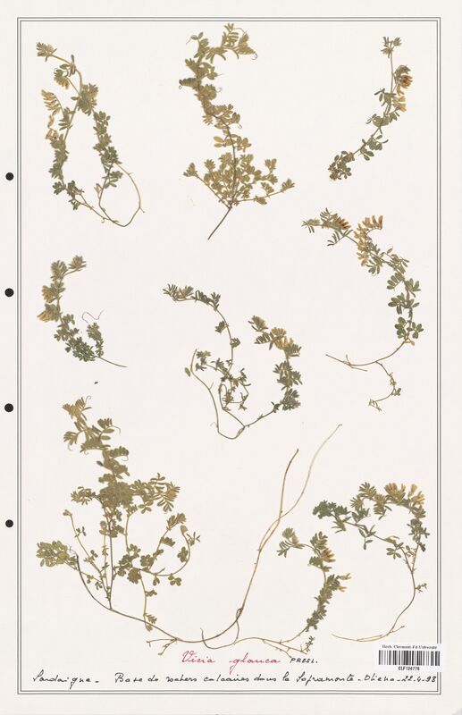 Vicia glauca  (Fabaceae)