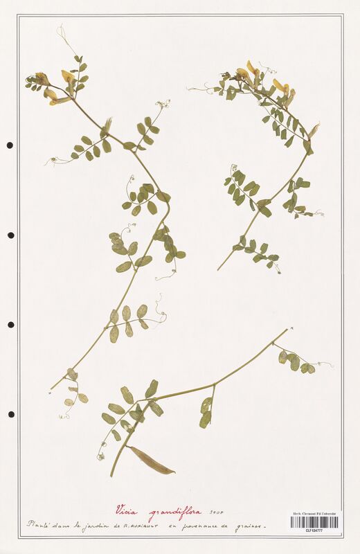 Vicia grandiflora  (Fabaceae)
