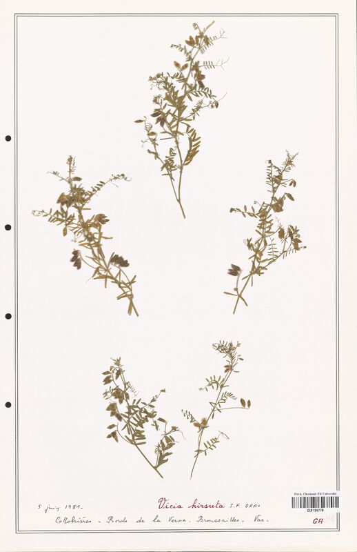 Vicia hirsuta  (Fabaceae)