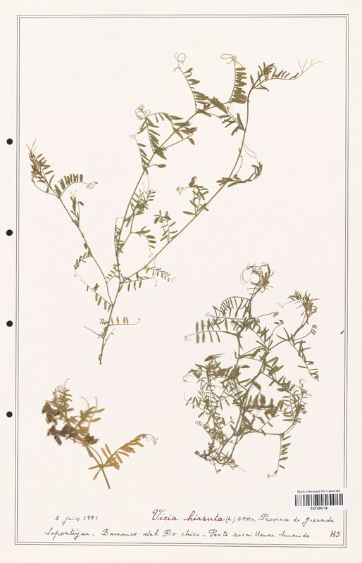 Vicia hirsuta  (Fabaceae)