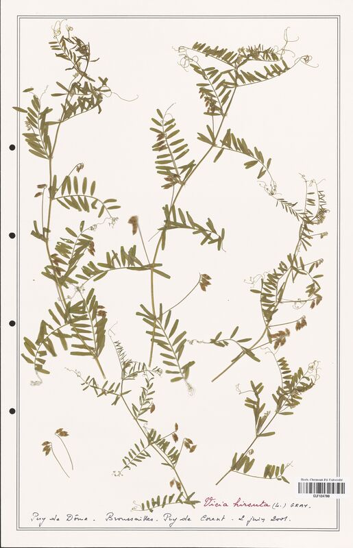 Vicia hirsuta  (Fabaceae)