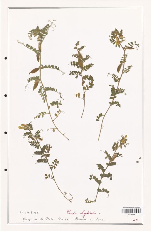 Vicia hybrida  (Fabaceae)